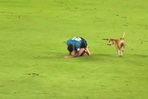 狗狗进场模仿球员受伤倒地…伤害性不大，侮辱性极强啊😅